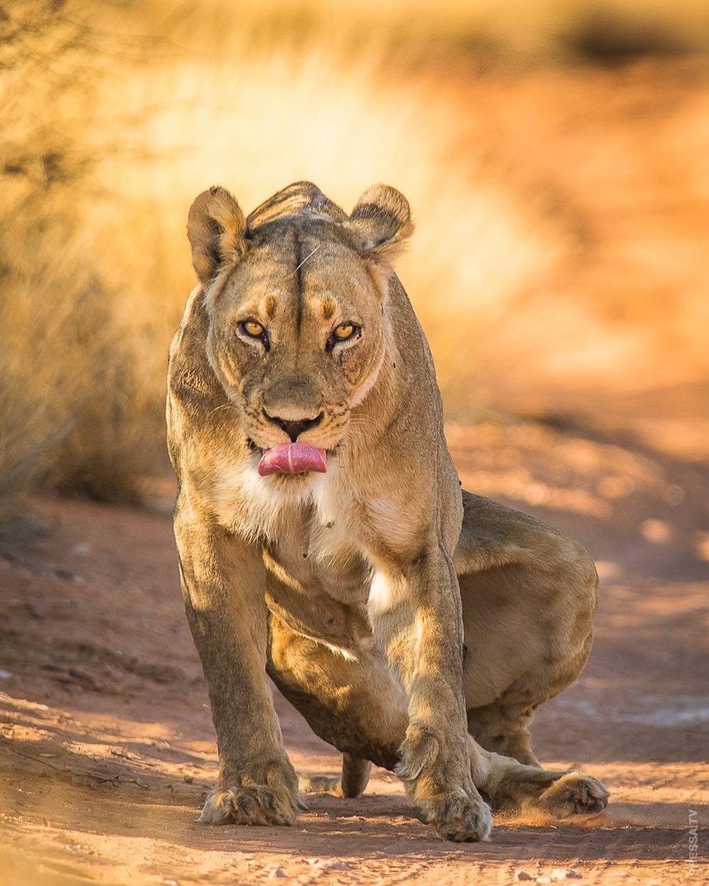 Львица рычит