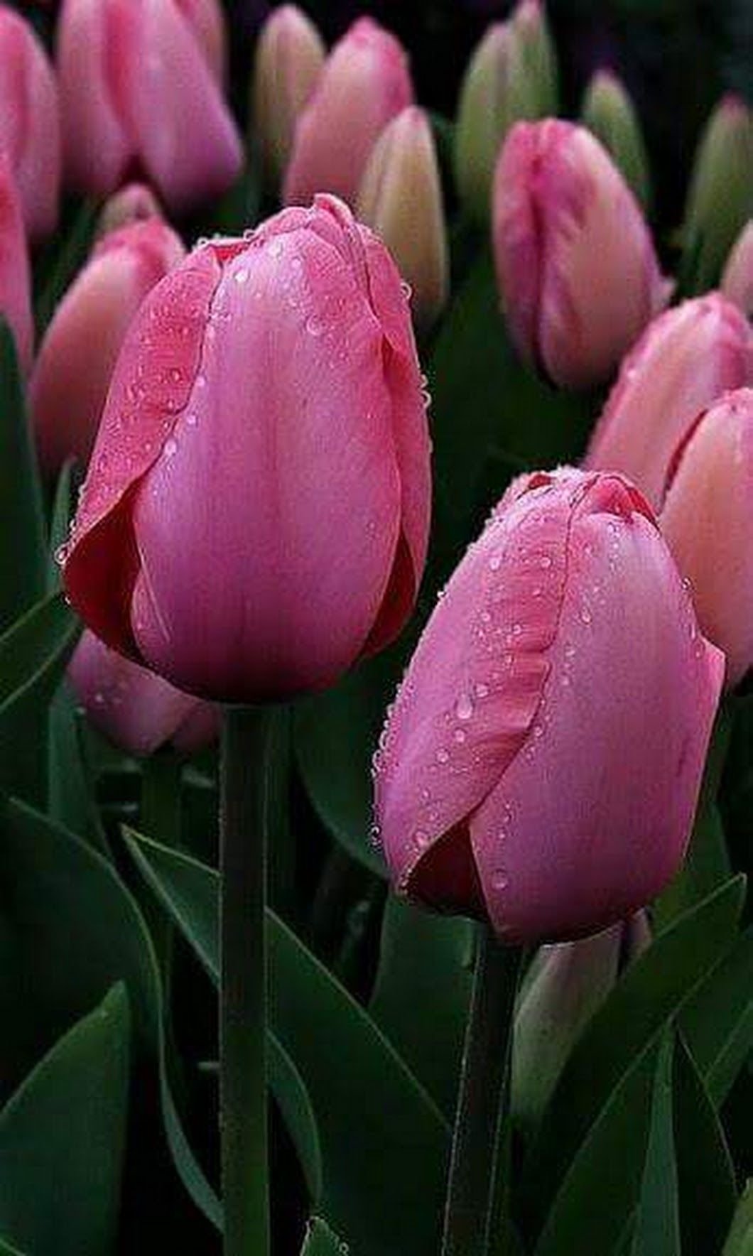 Роса на тюльпанах