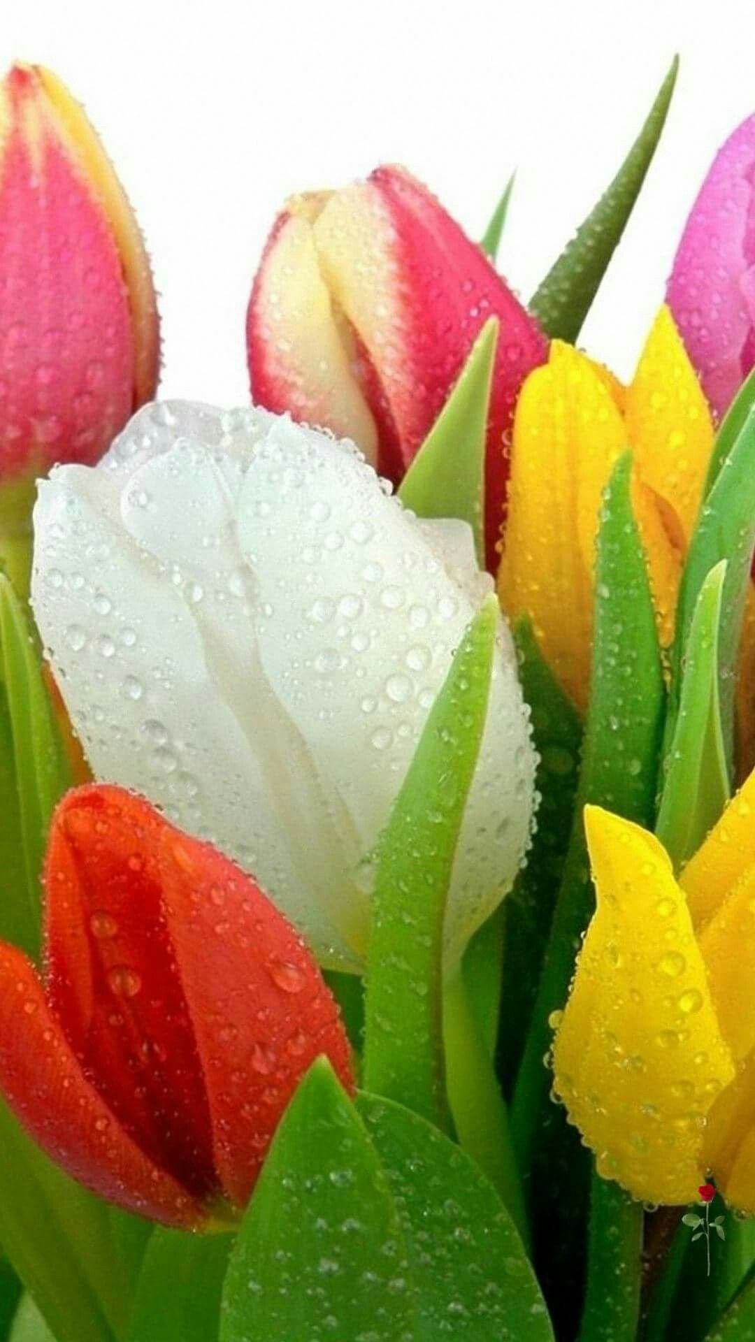 Весенние тюльпаны