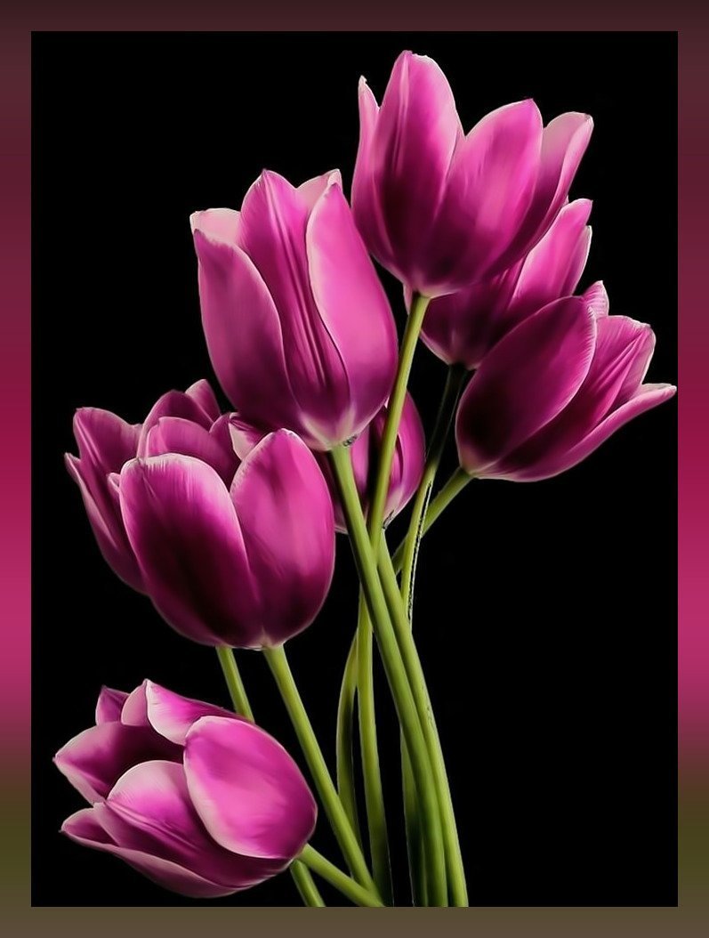 Розовые тюльпаны