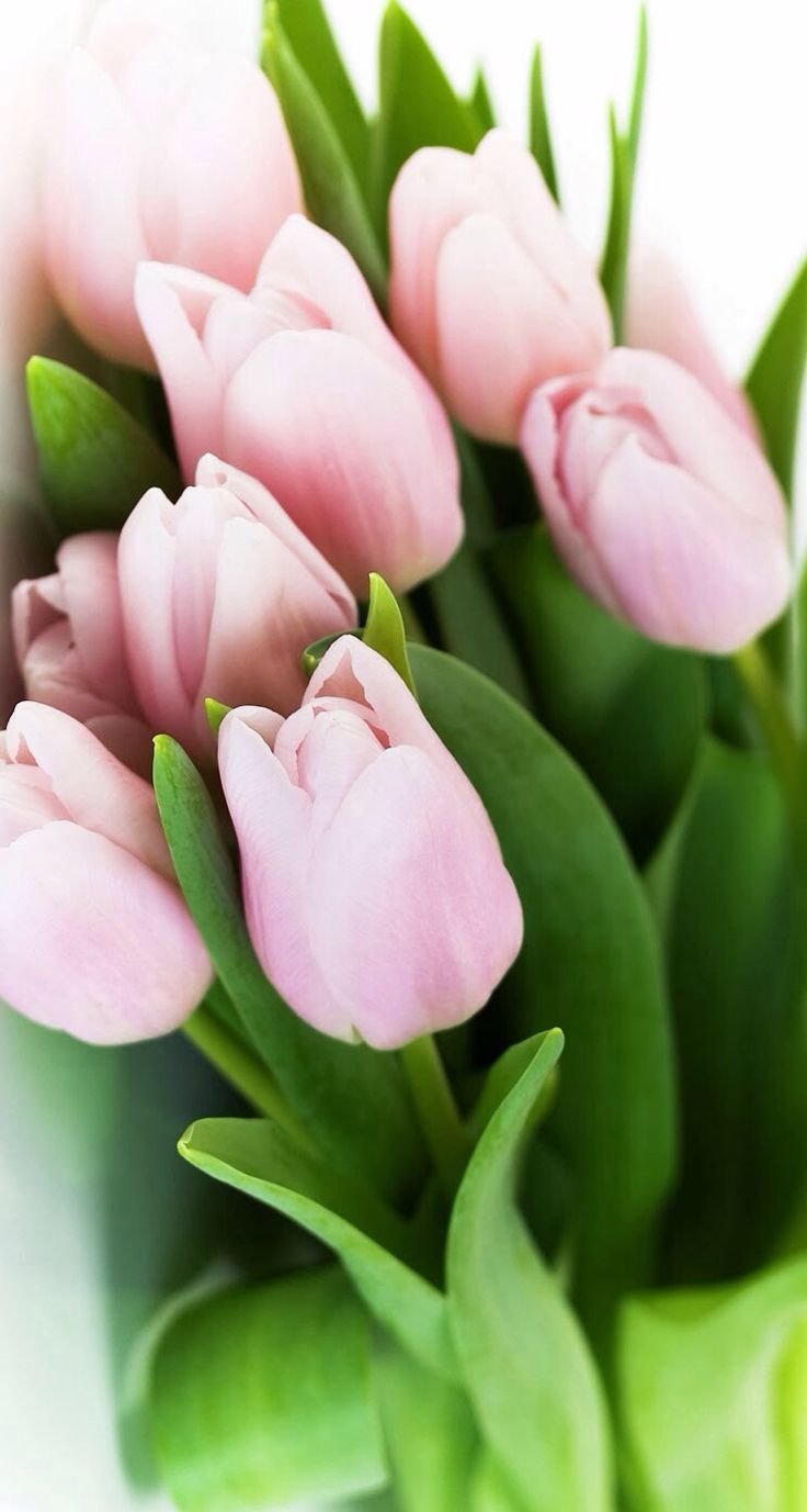 Тюльпаны. Нежно-розовый