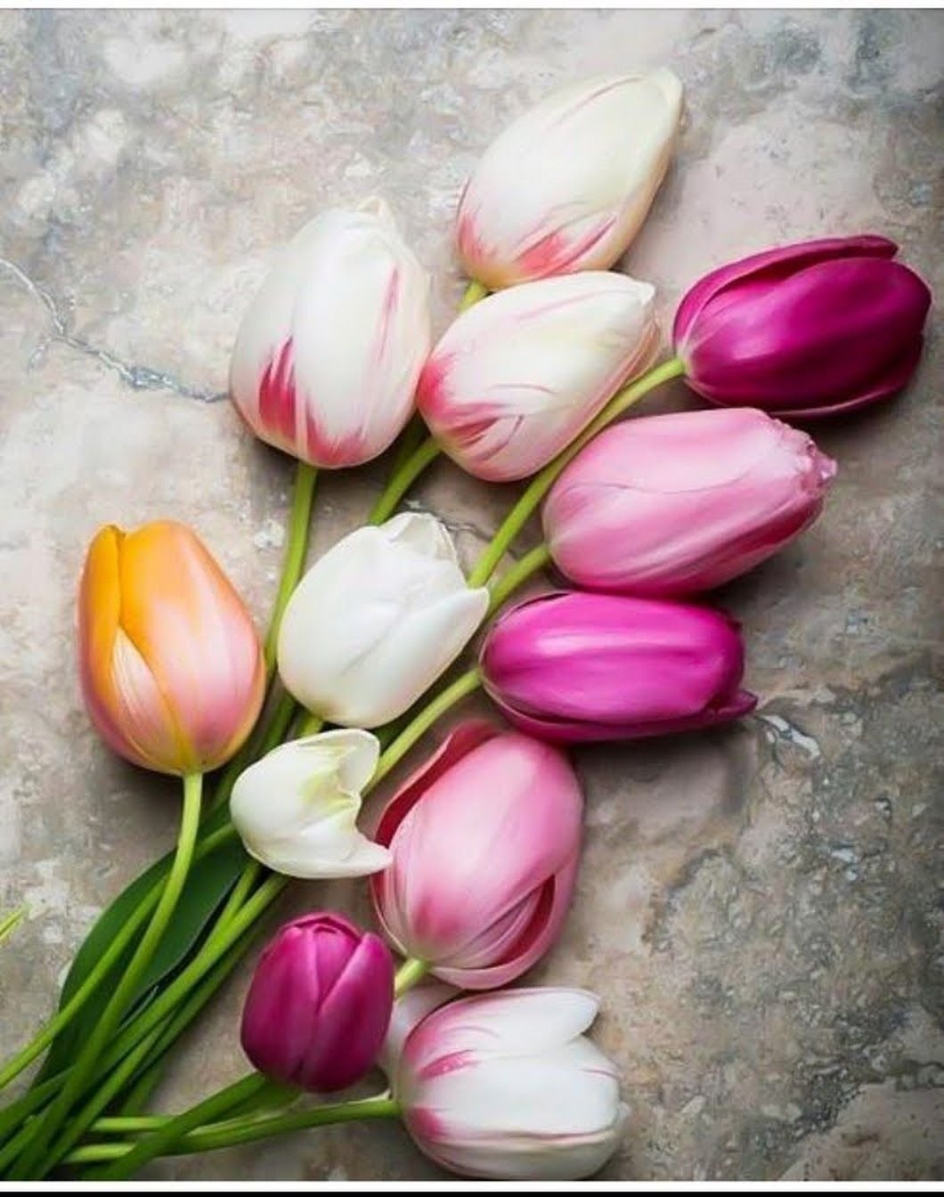 Тюльпаны картинки