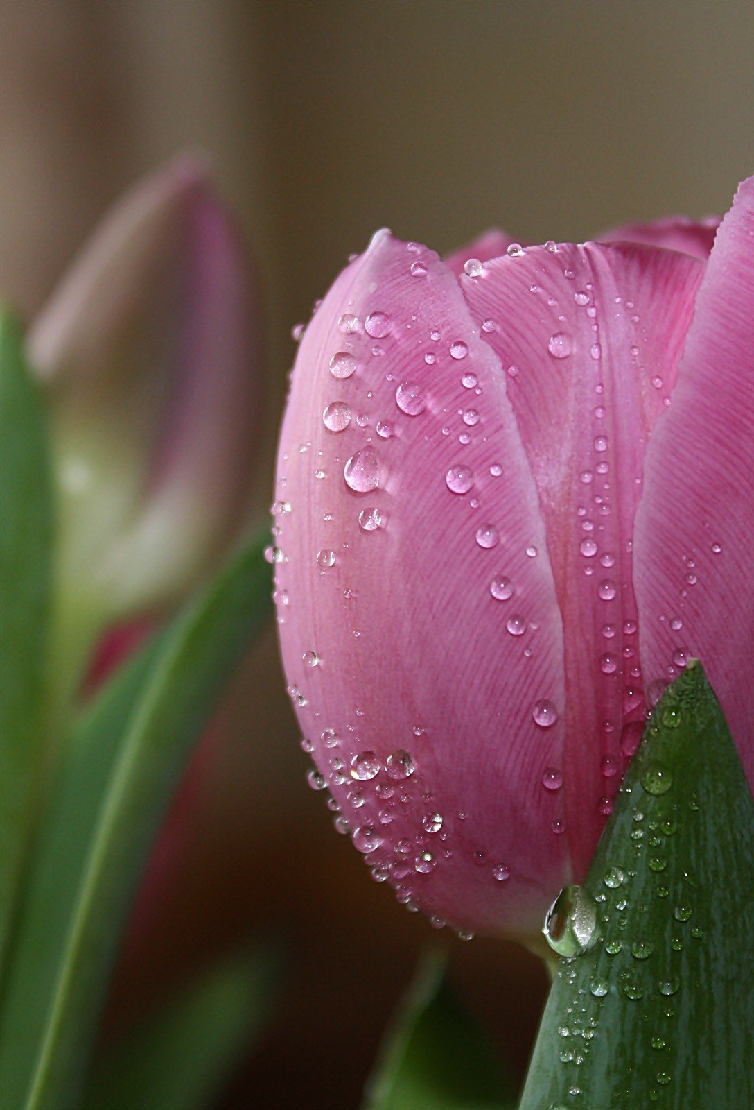 Красные тюльпаны