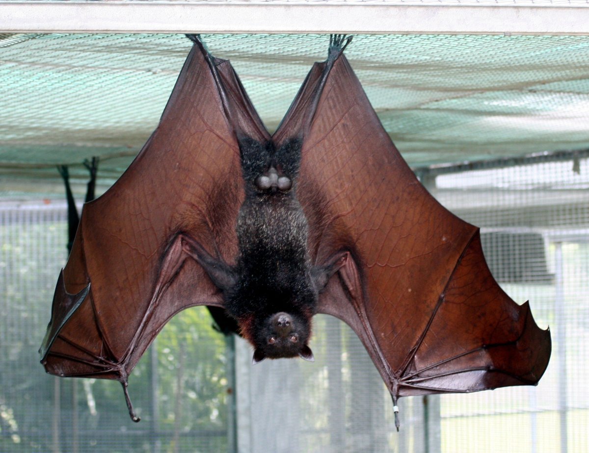 Гигантский крылан Борнео