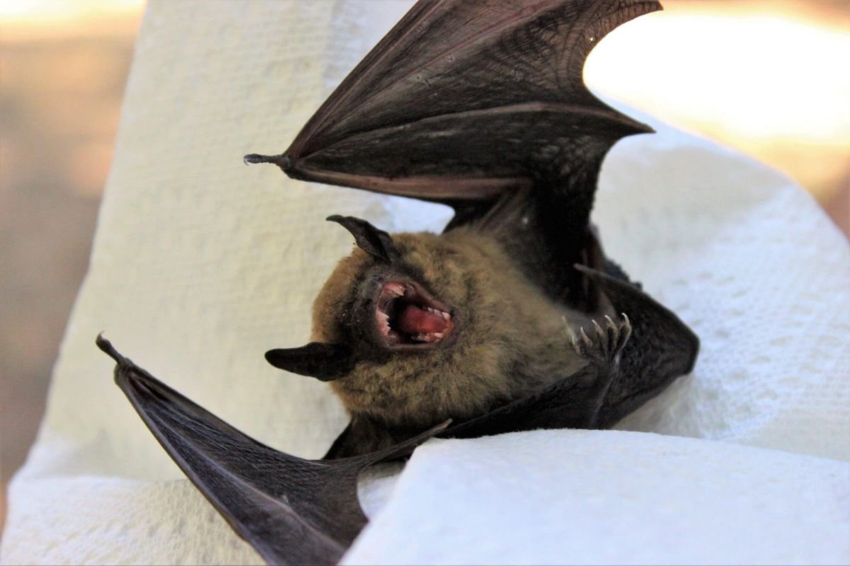 Фамильяр летучая мышь