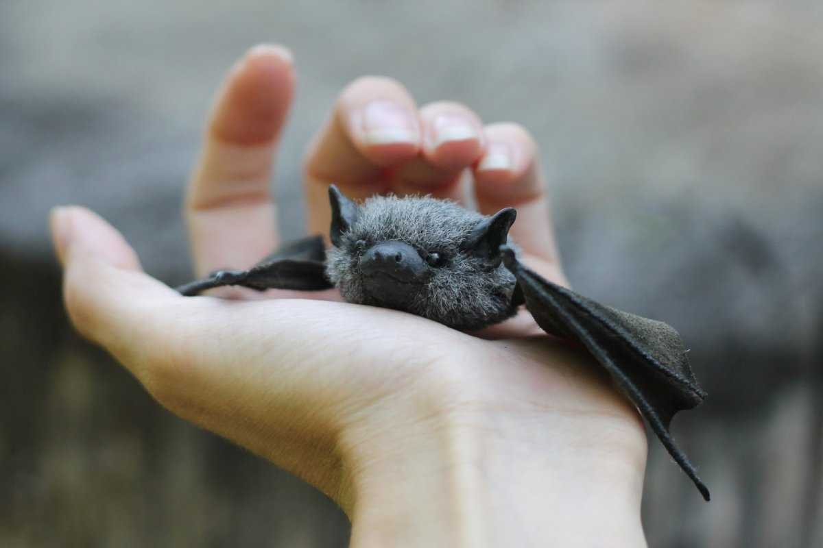 Свиноносая летучая мышь