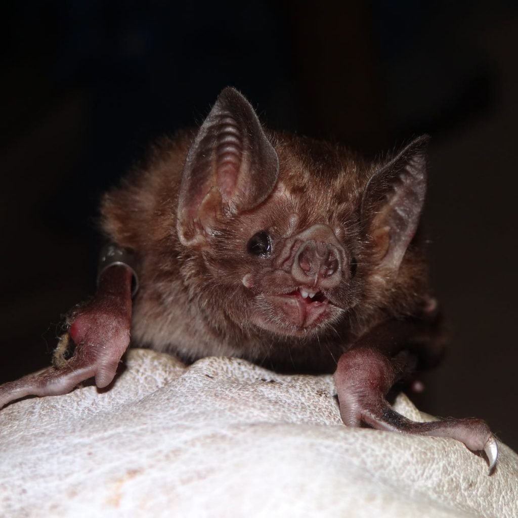 Лицо летучей мыши