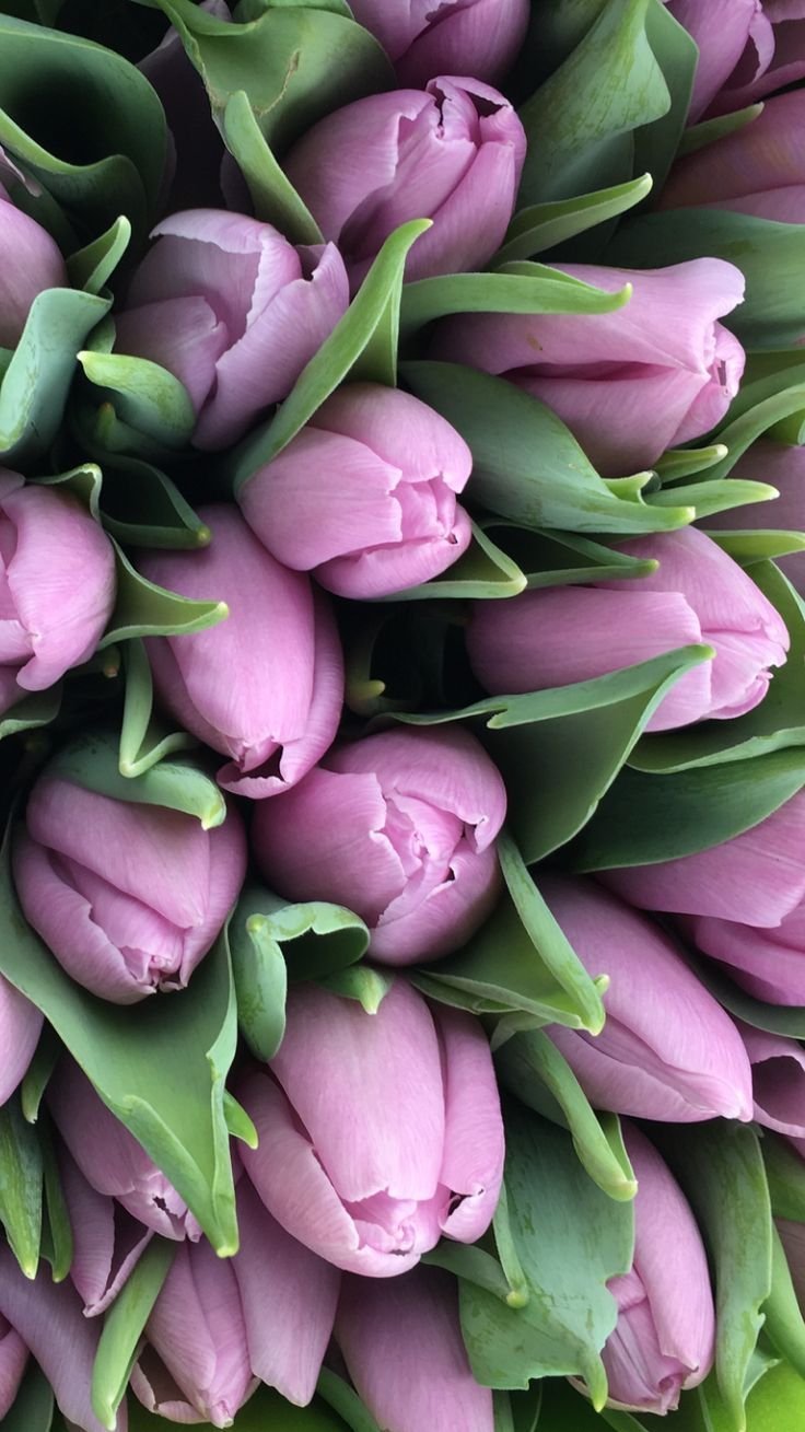 Тюльпаны вертикальные