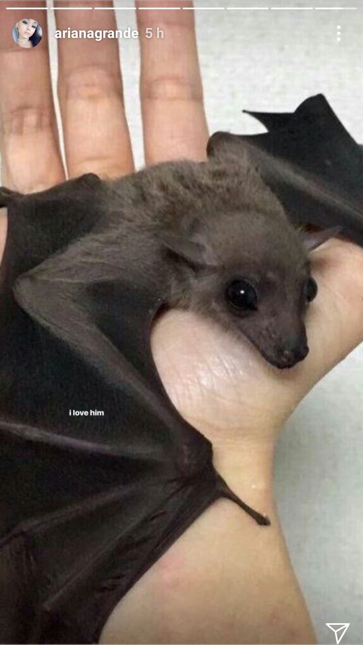 Нильский крылан Эстетика