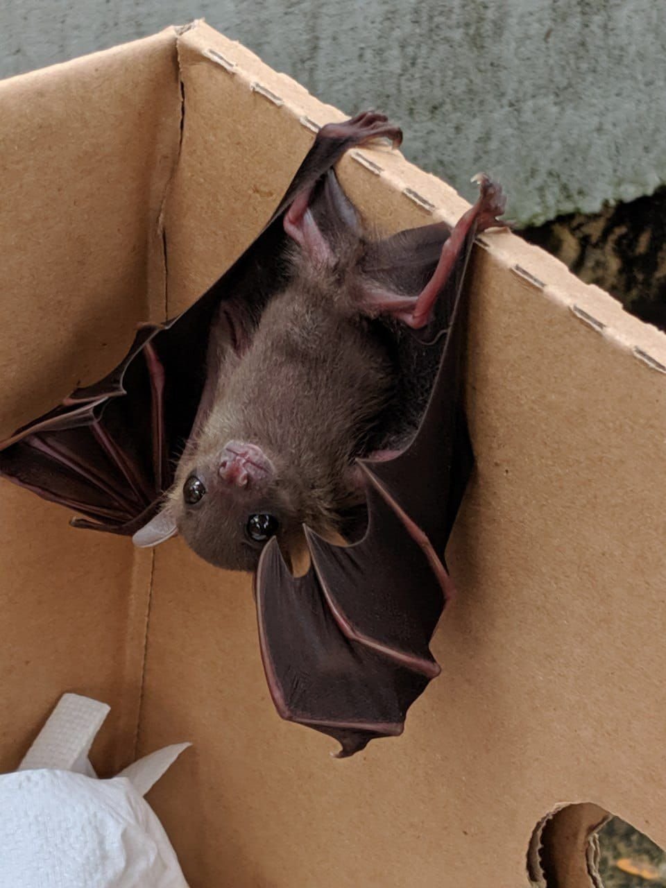 Смешная летучая мышь