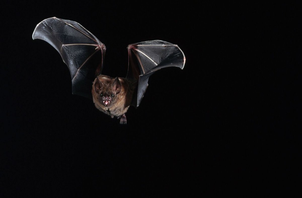 Летучая мышь красивая