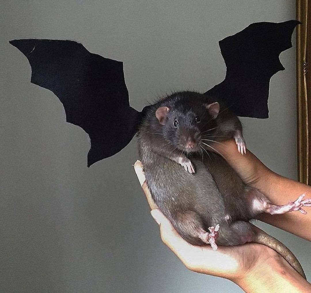 Крыса и летучая мышь
