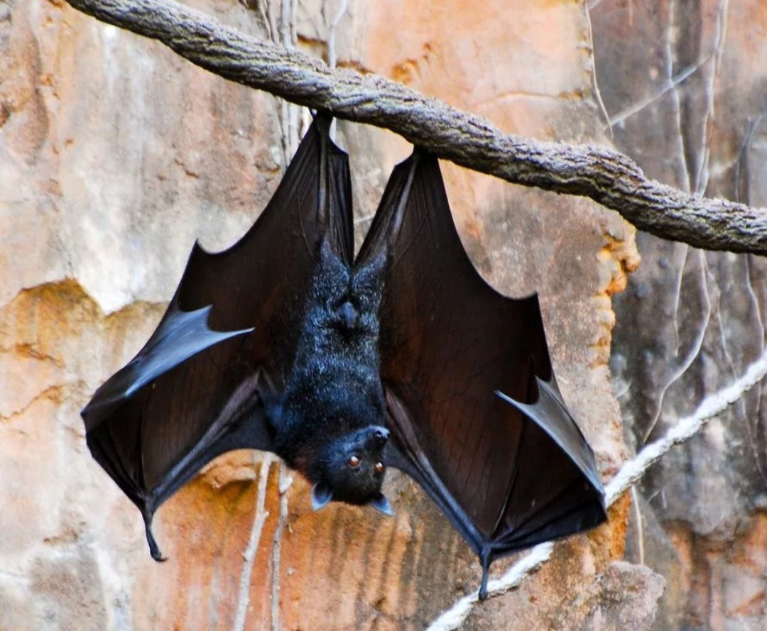 Новогвинейский крылан