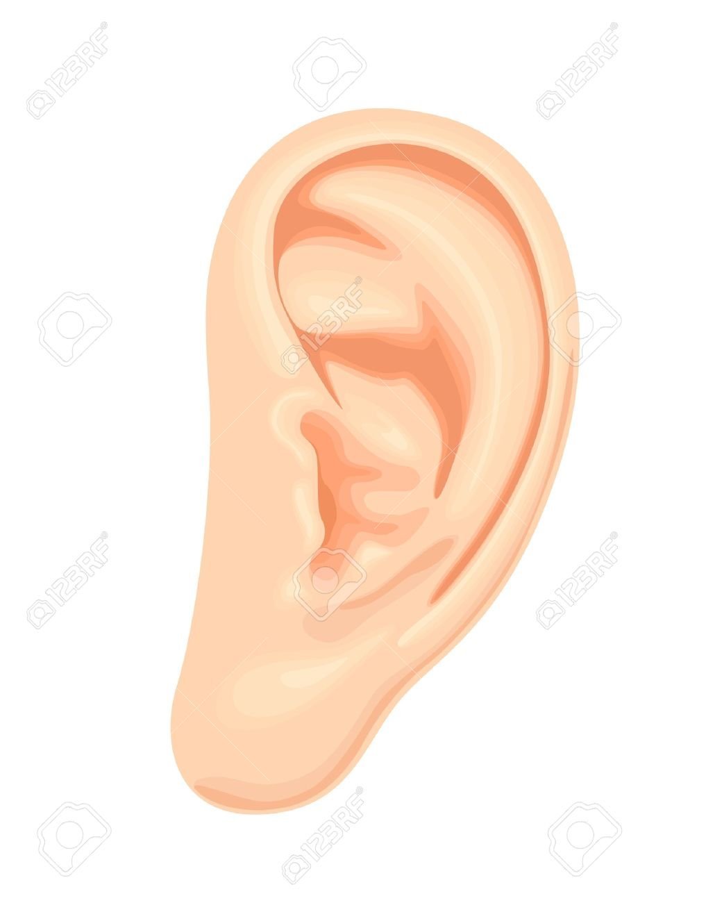 Изображение уха для детей