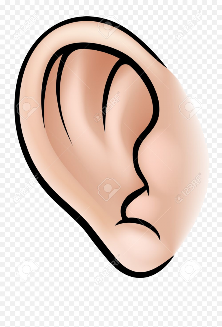 Ухо схематично