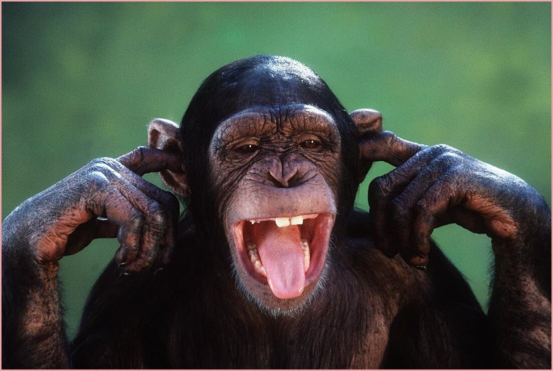 Обезьянка с языком