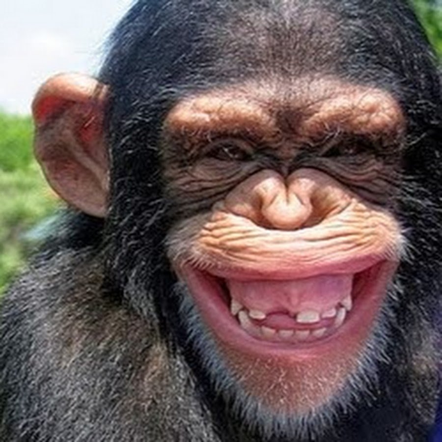 Орангутанг Понго funny