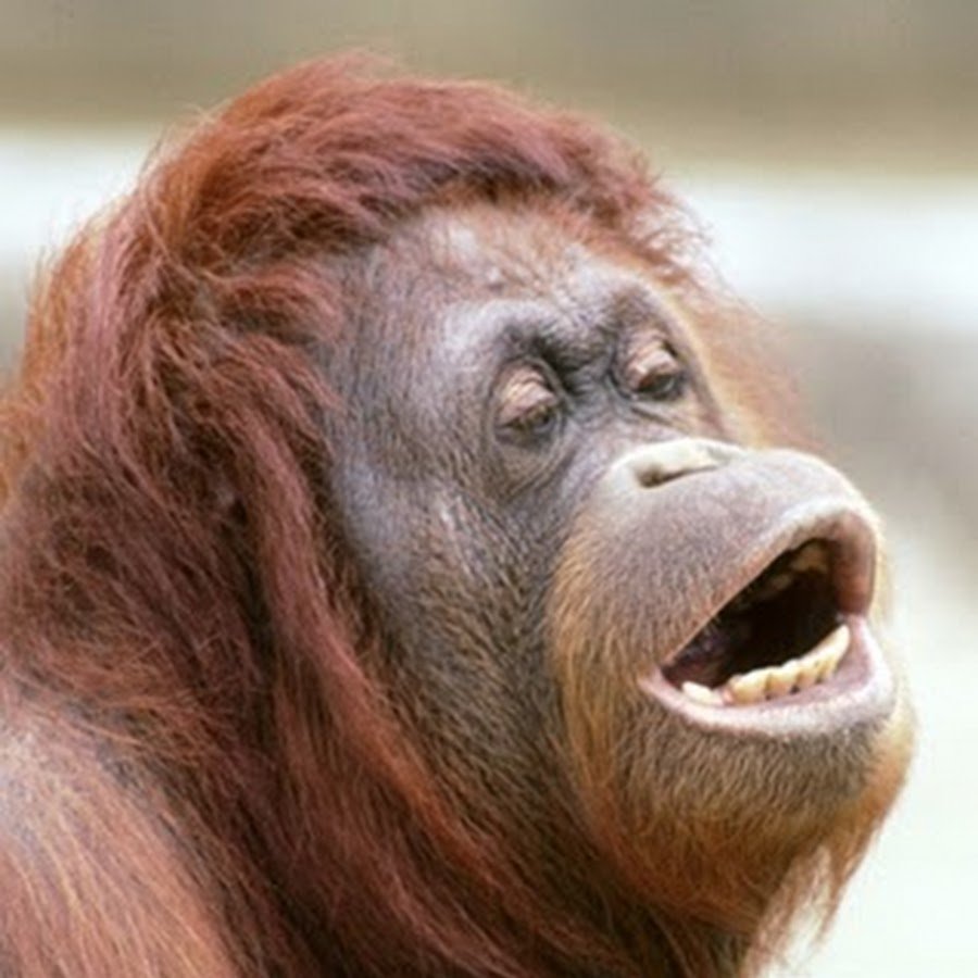 Шимпанзе улыбается