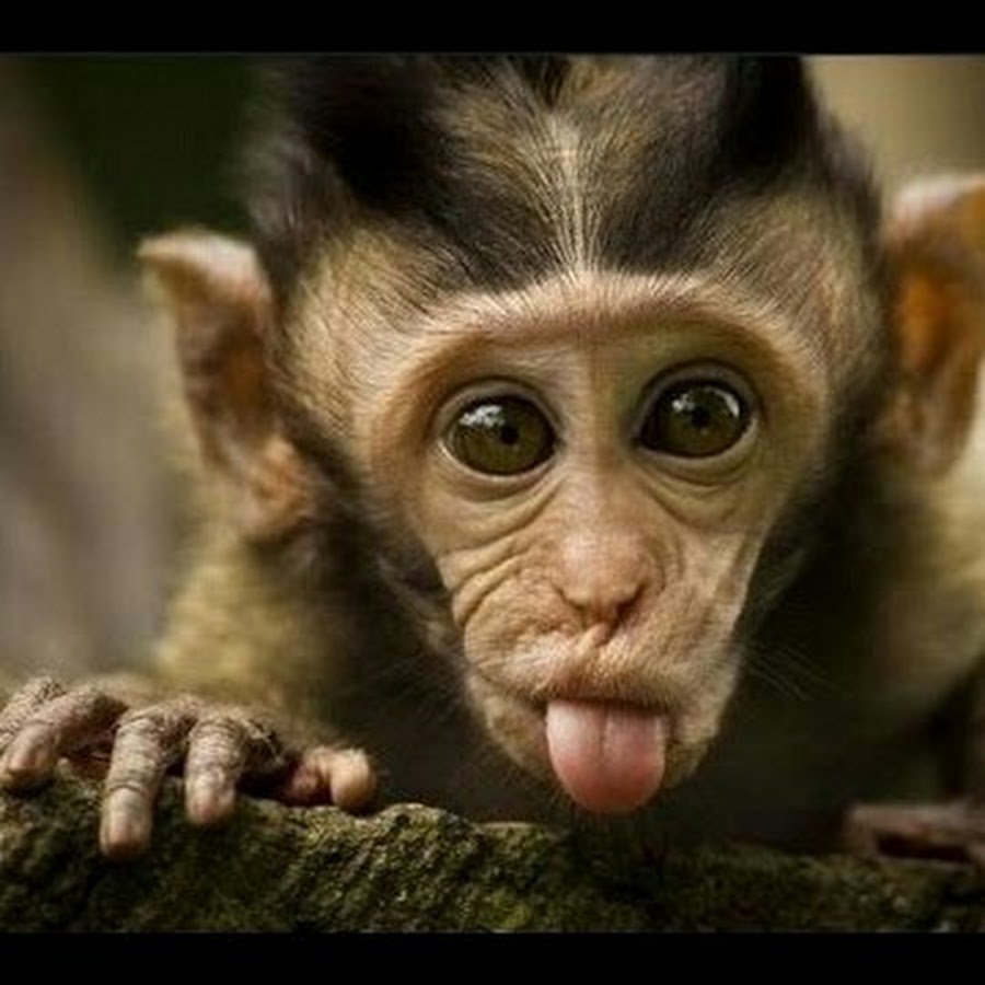 Зубы шимпанзе