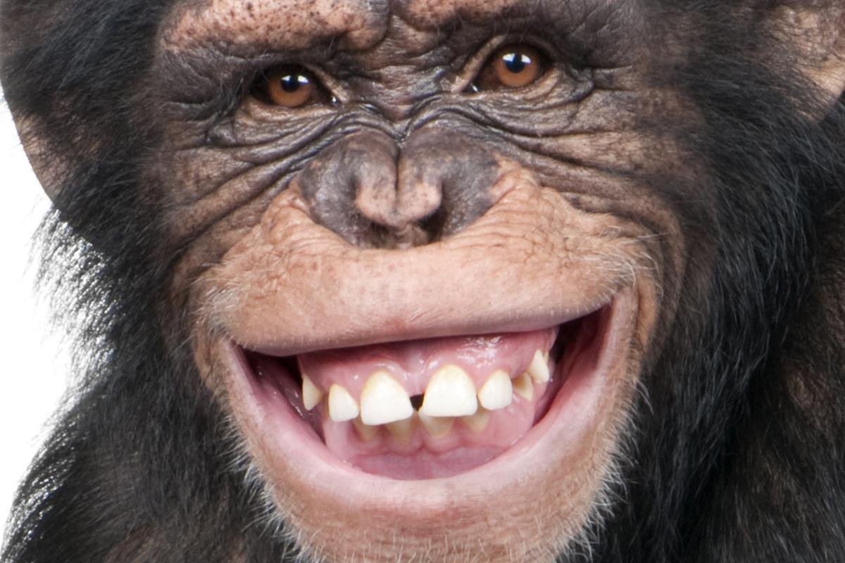 Смешные рожицы животных