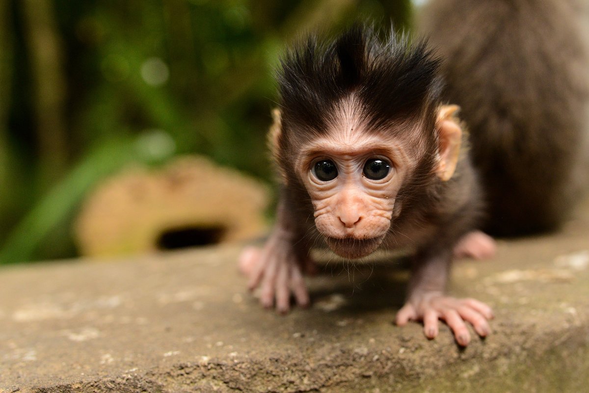 Улыбка шимпанзе