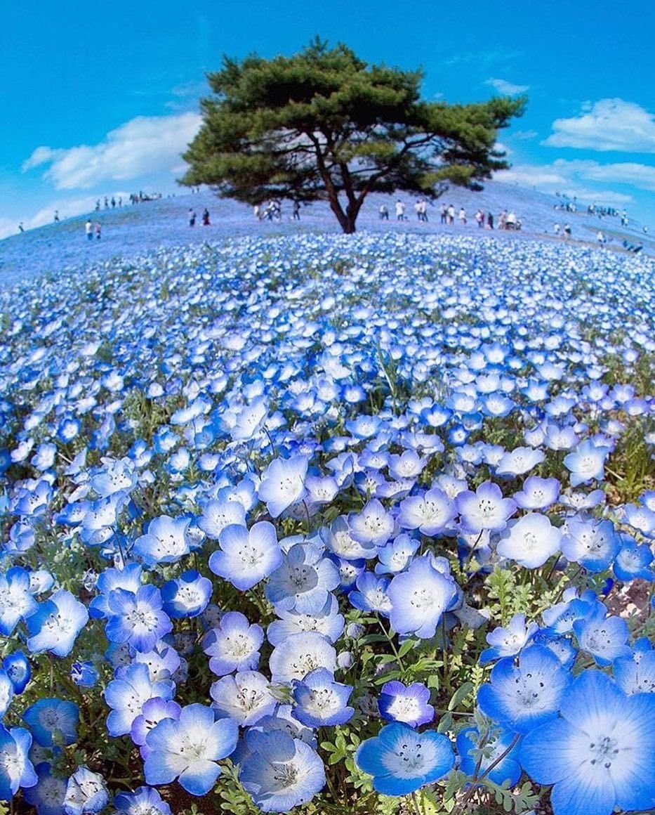 Синие цветы в Японии