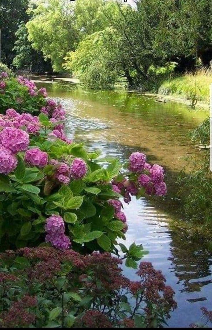 Пейзажи с цветами