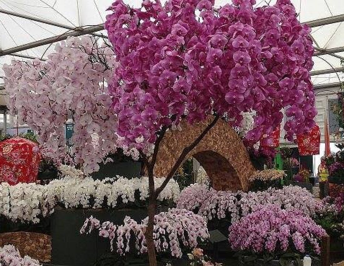 Евгении шикарные цветы