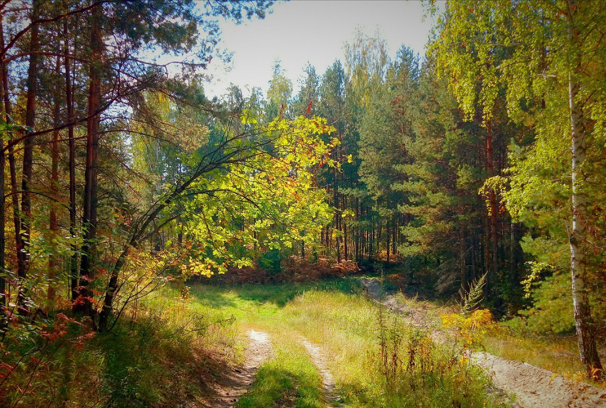 Лесная Поляна Ульяновская область