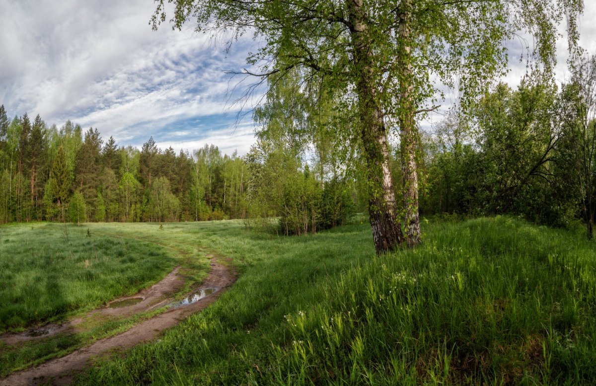 На Лесной опушке