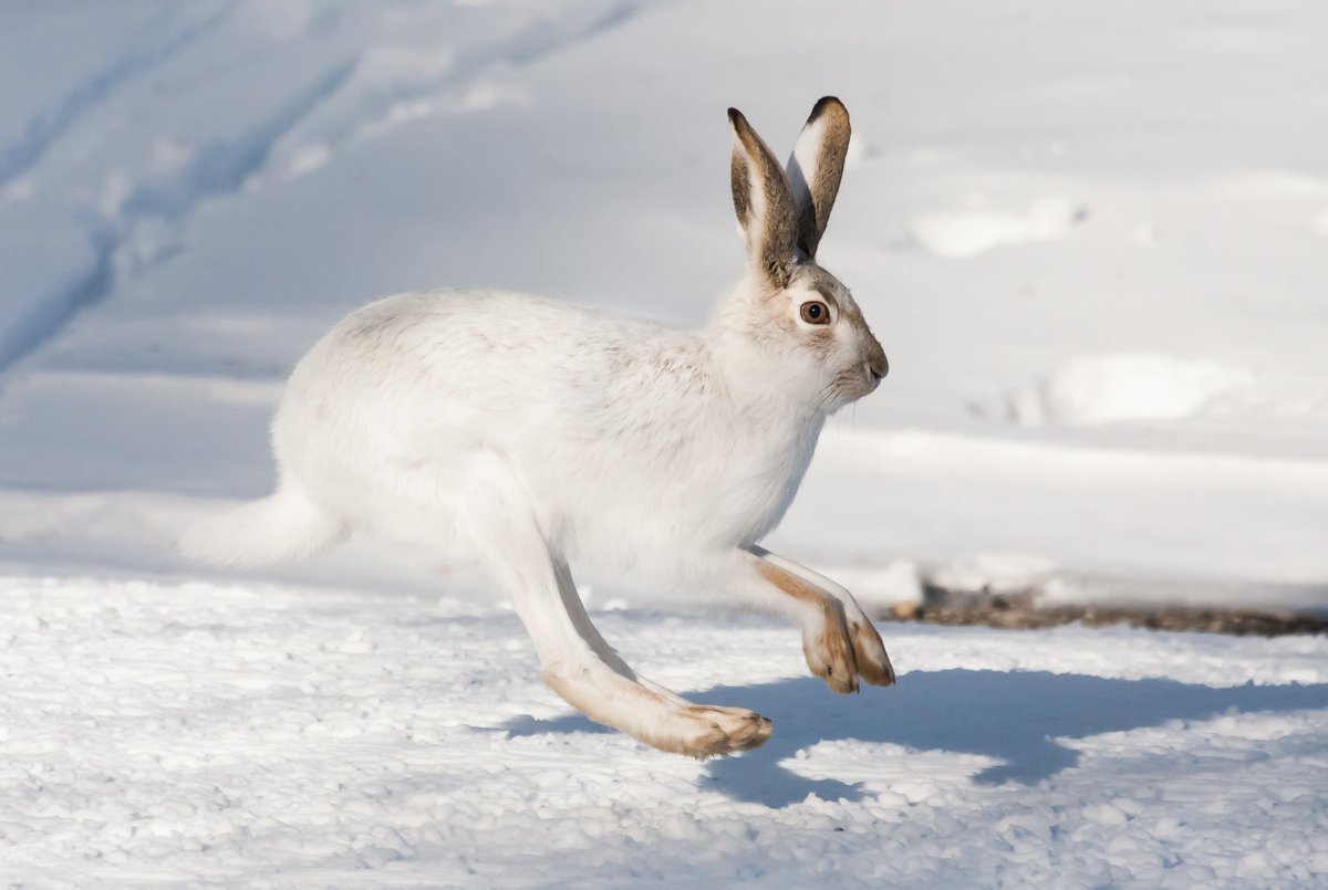 Арктический заяц Беляк