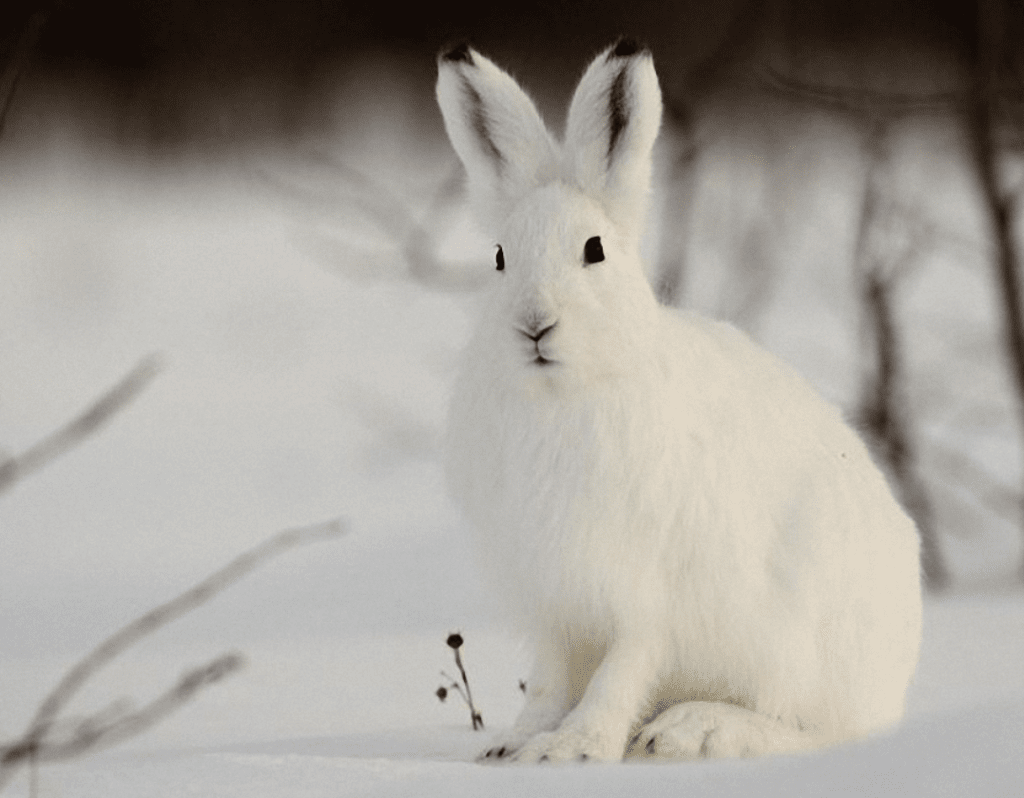 Заяц Беляк зимой в лесу