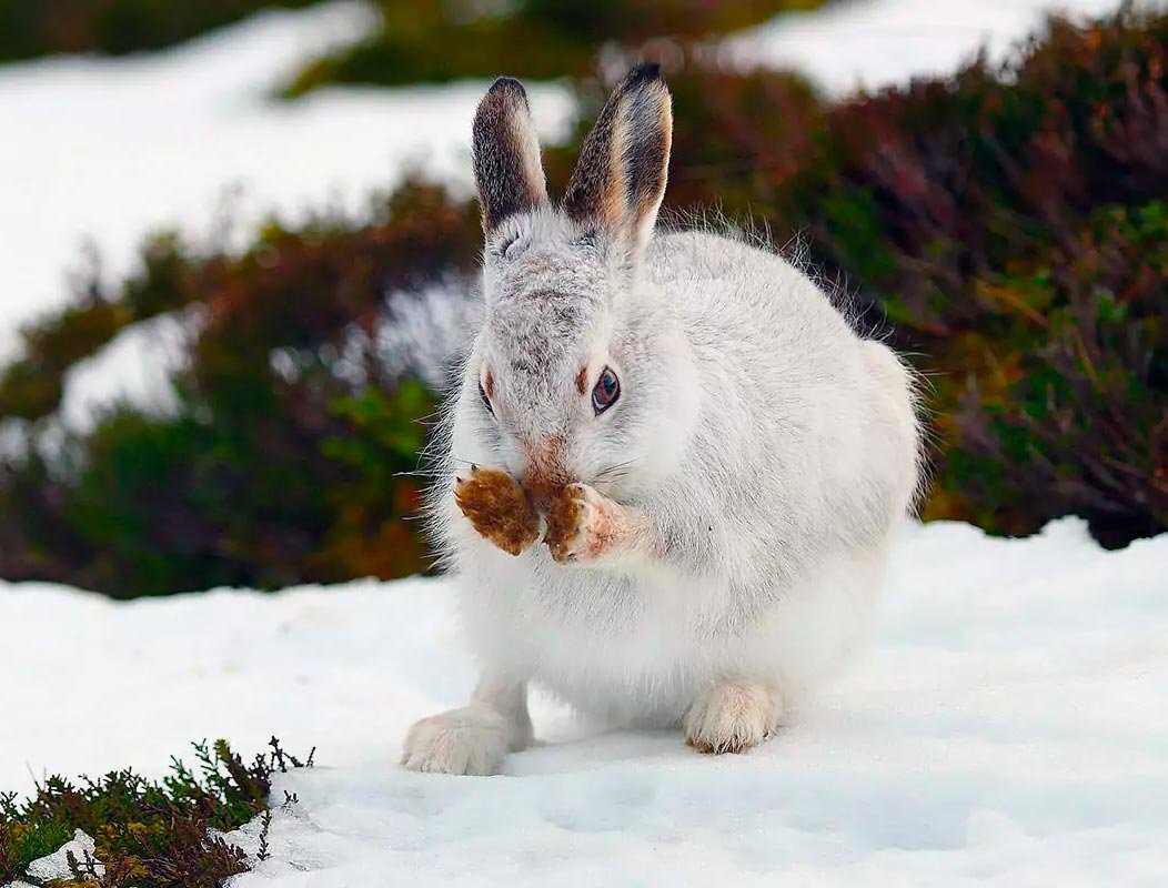 Тень полярного зайца