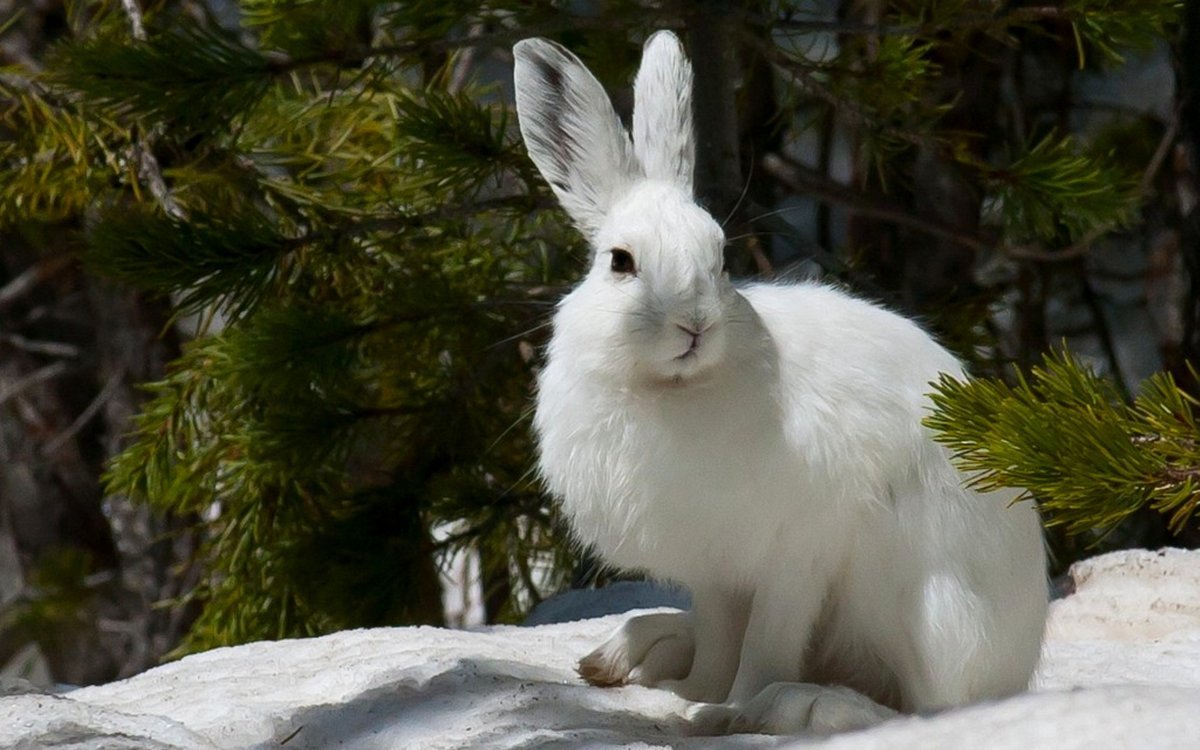 Заяц Беляк