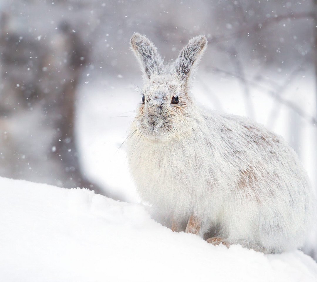 Заяц Беляк на белом фоне