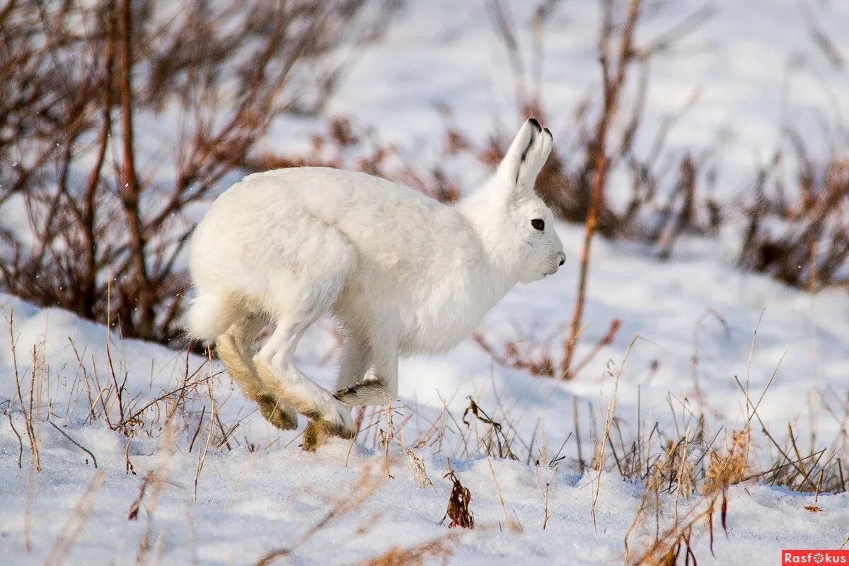 Белый заяц на снегу