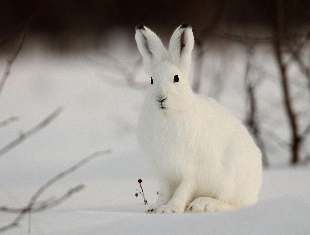 Враги зайца беляка