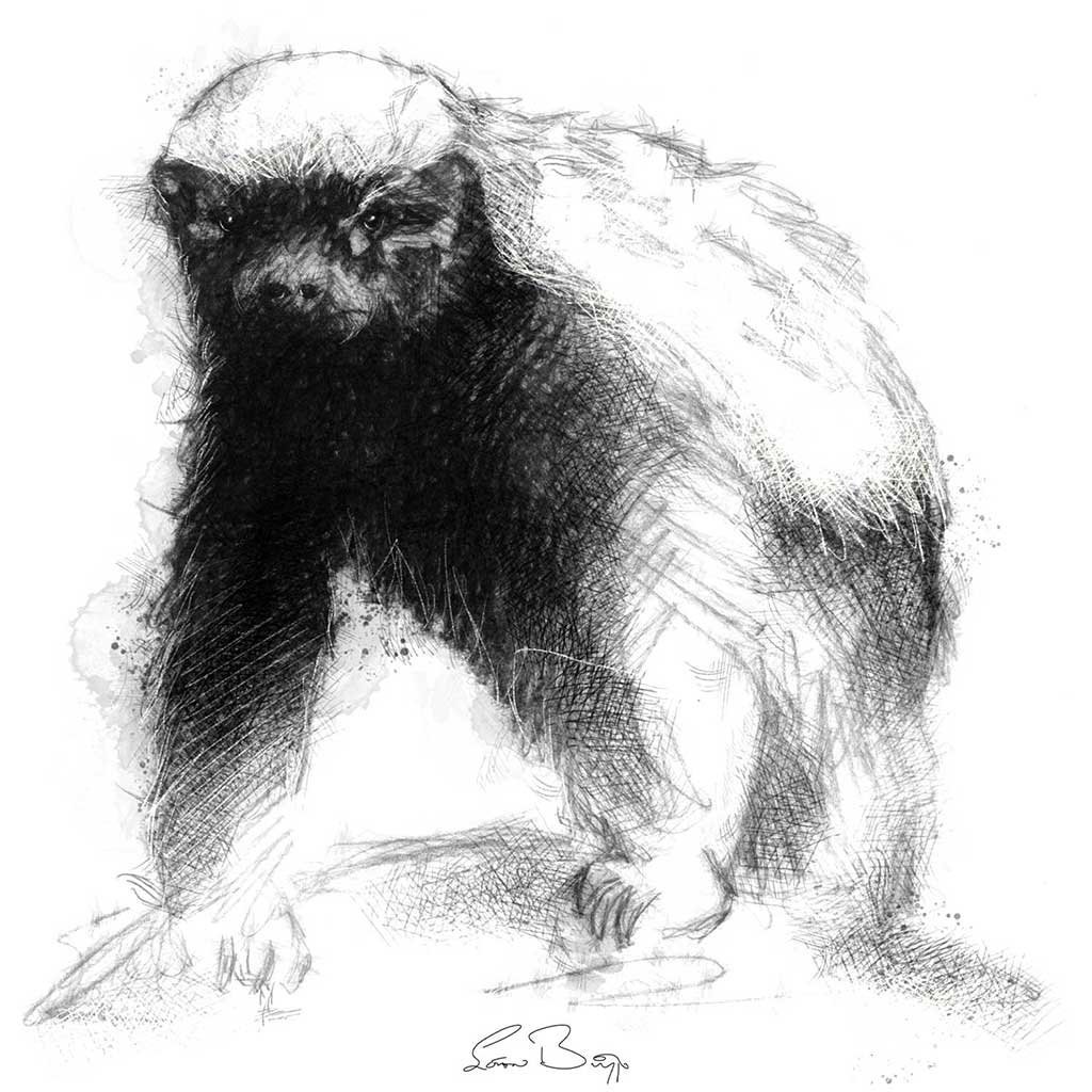 Барсук медоед Банга