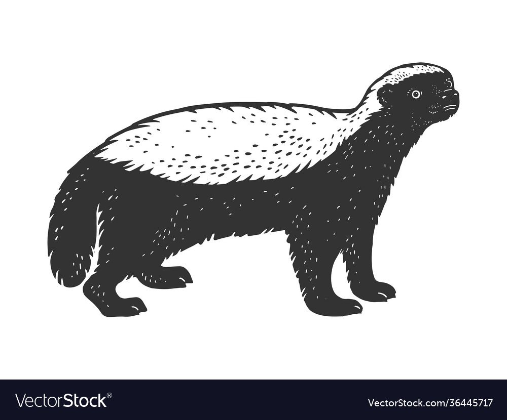 Медоед на белом фоне