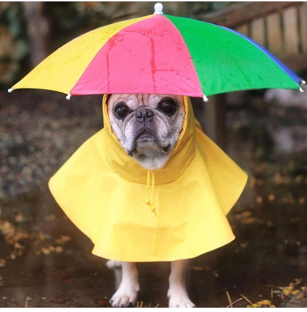 Животное с зонтиком