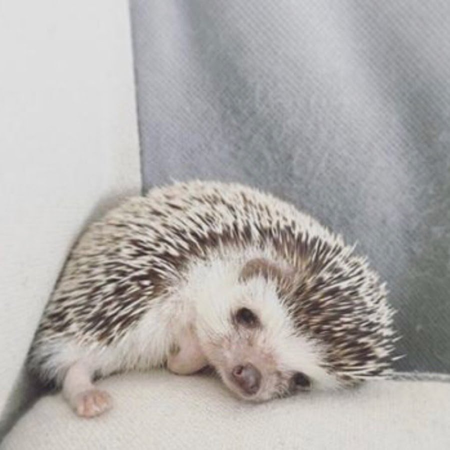 Настроение грустный Ежик