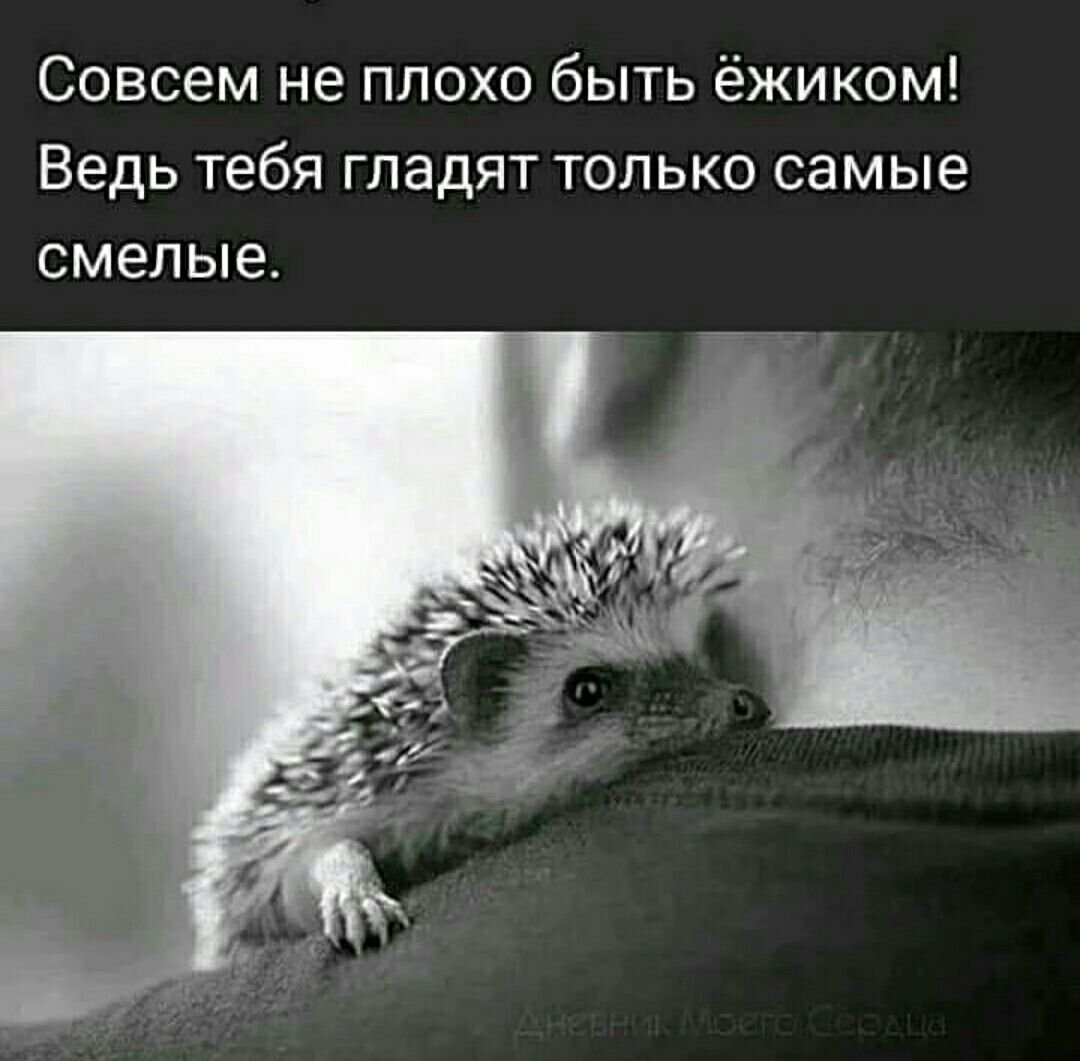 Доброе утро Ёжик мой любимый