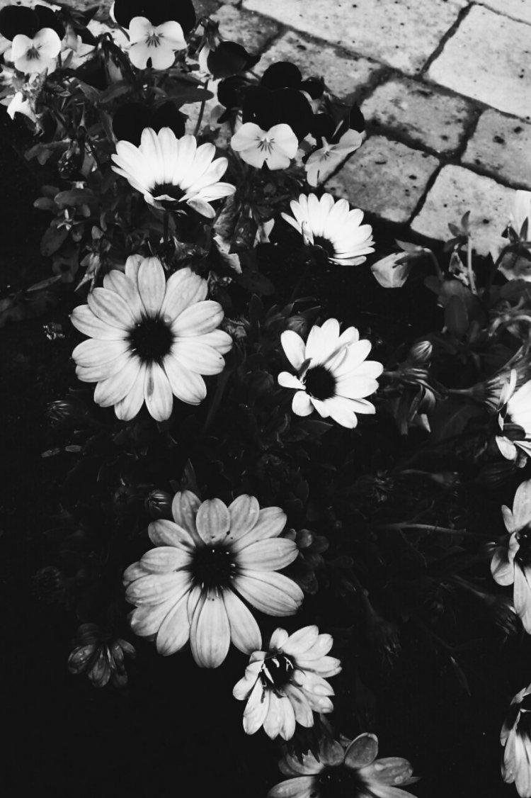 Эстетика чёрного и белого