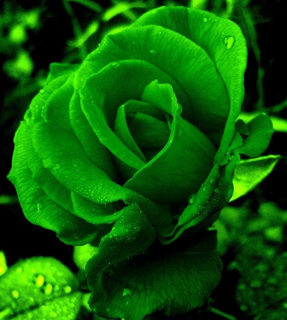 Зеленые розы в саду