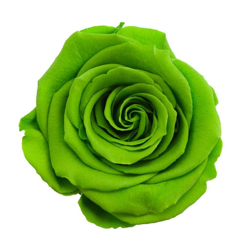 Темно зеленый цвет