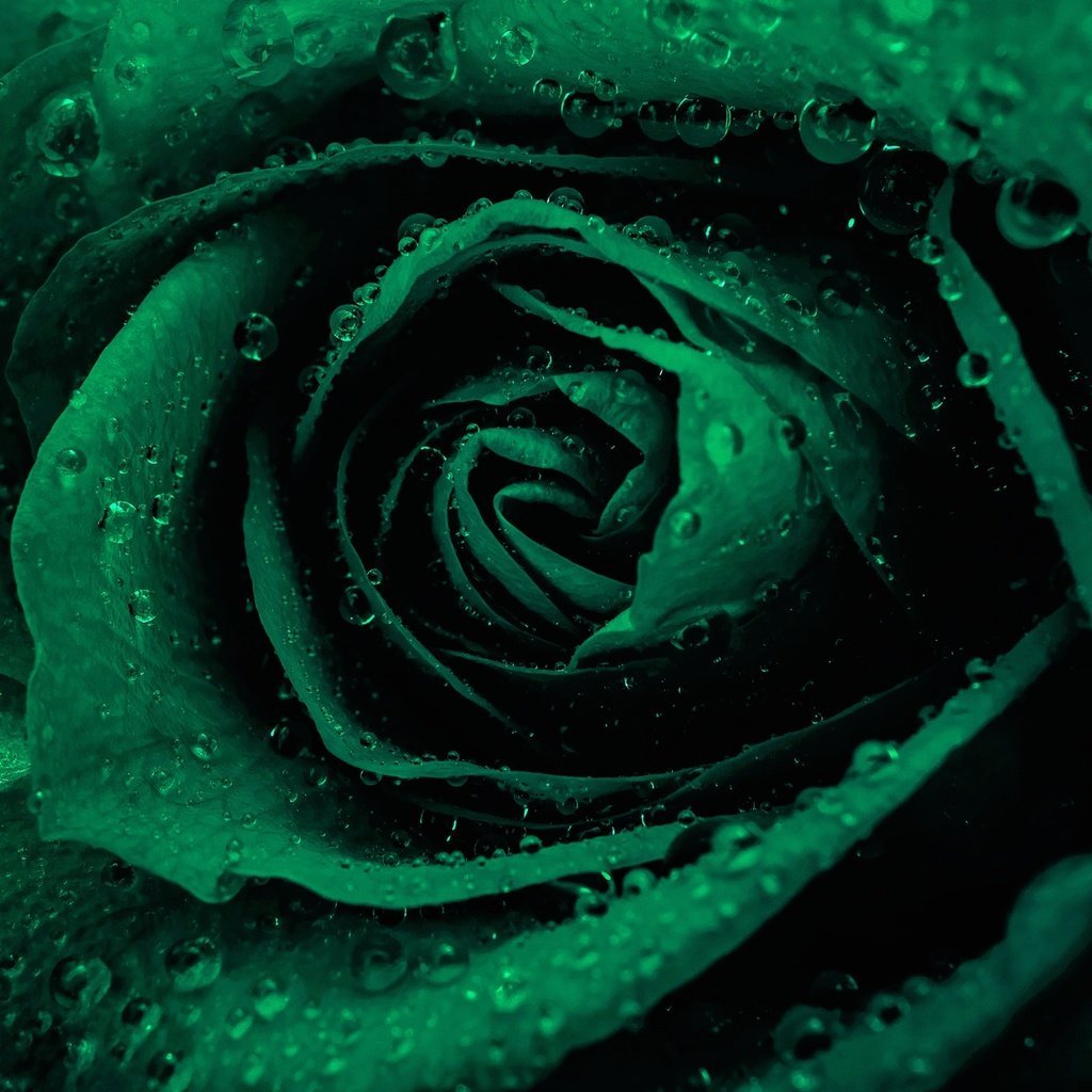 Лаймовые розы