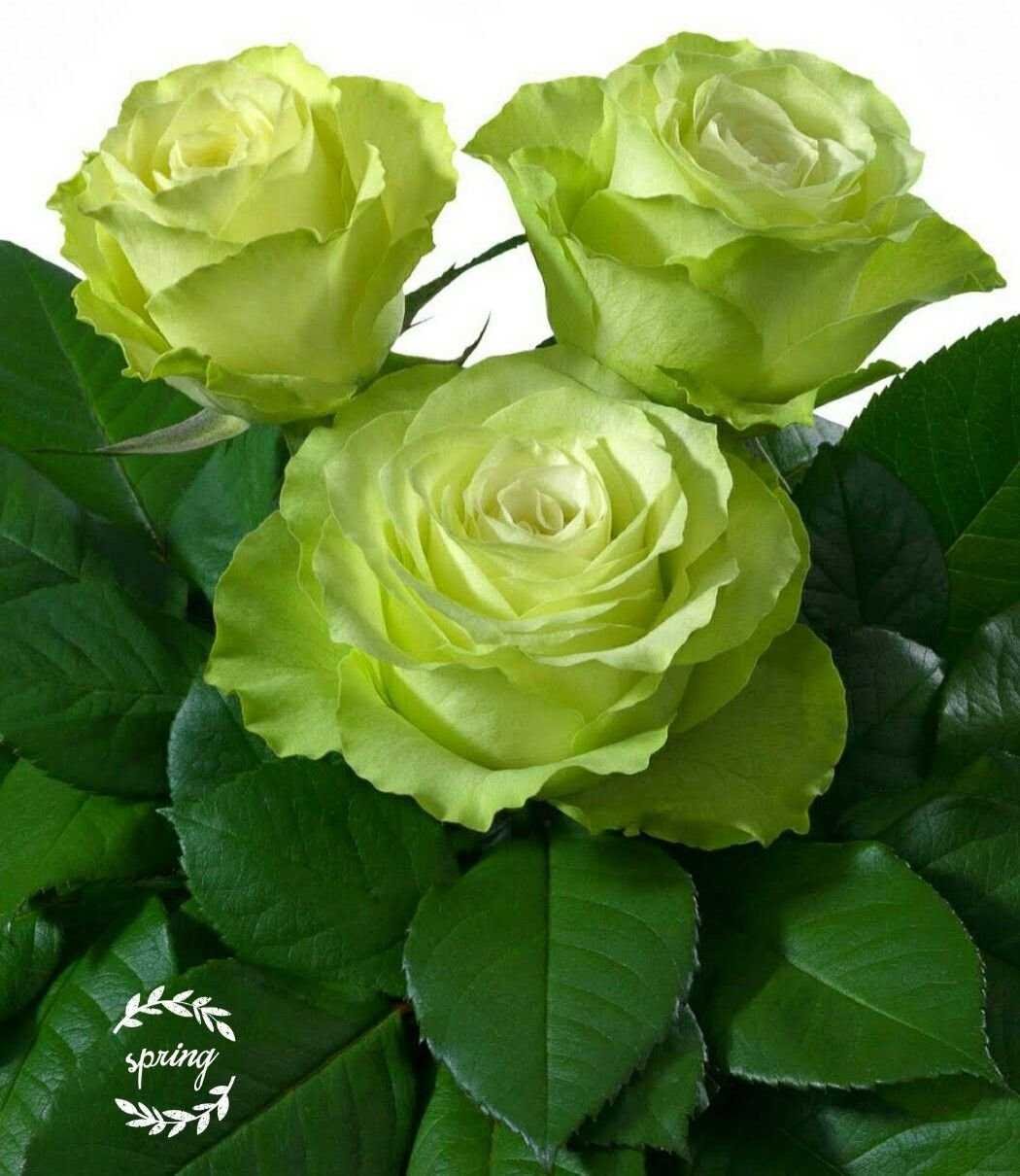 Розы бирюзового цвета