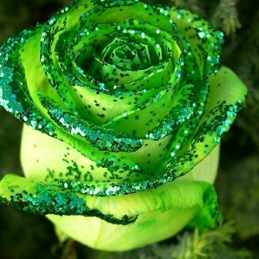 Роза чайно-гибридная Амандина