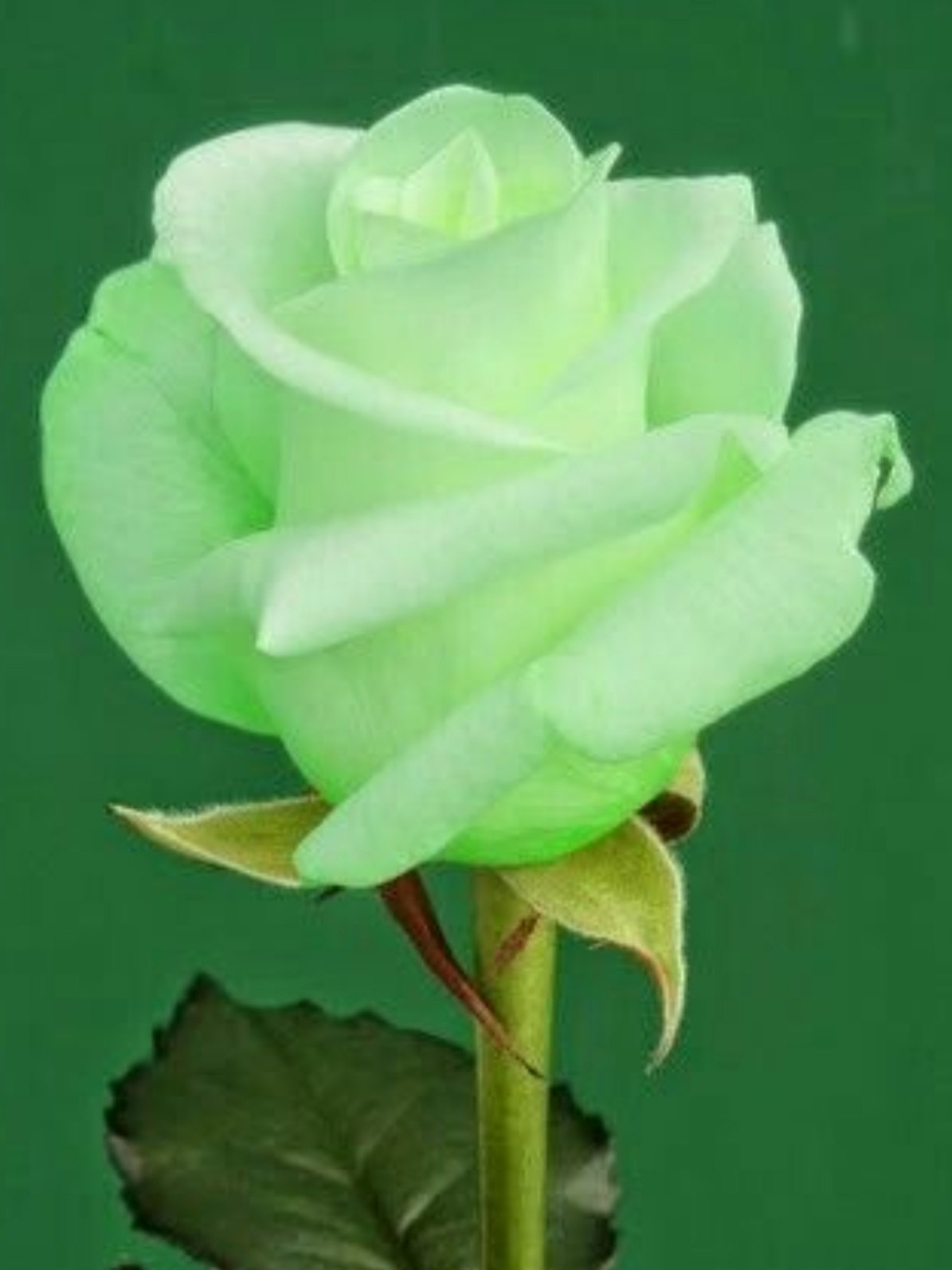 Темно зеленый розовый зелёный