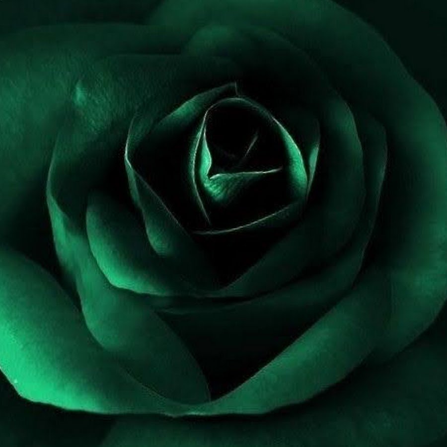 Роза Грин Глоу